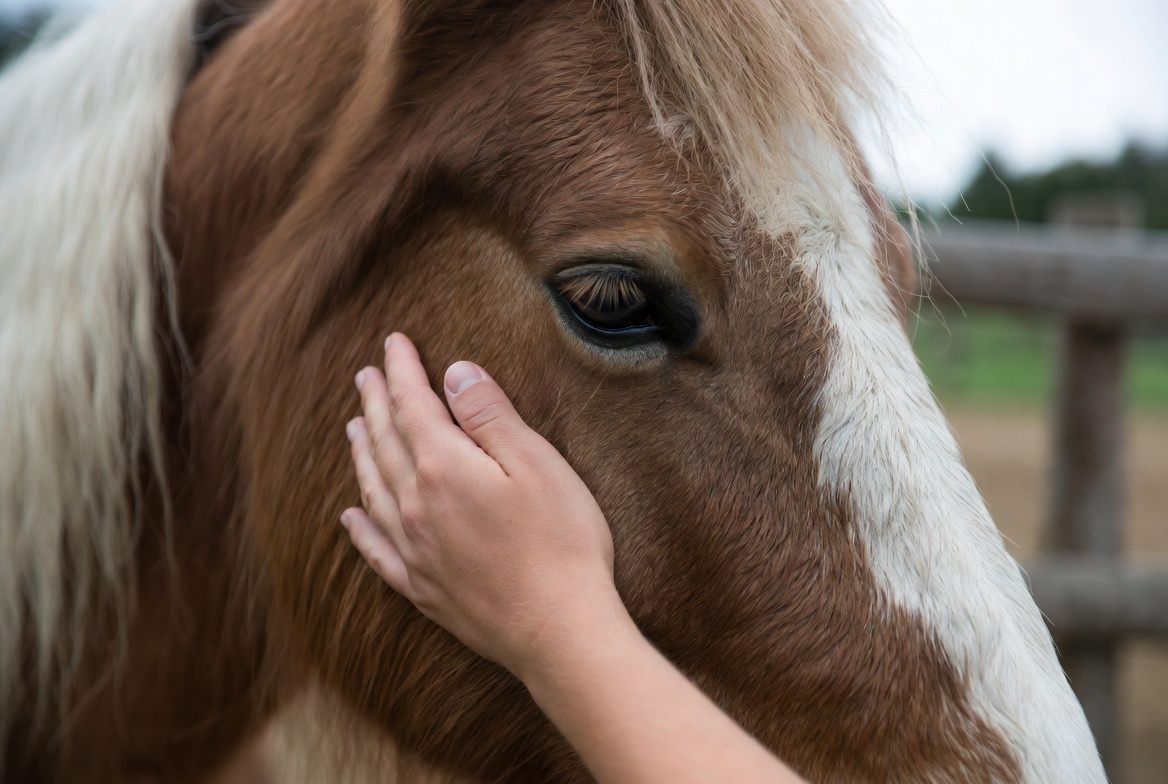 Trauma survivor healing with horses