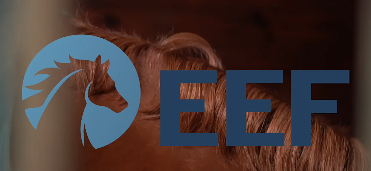 Equine Education Foundation — healing through the power of horses