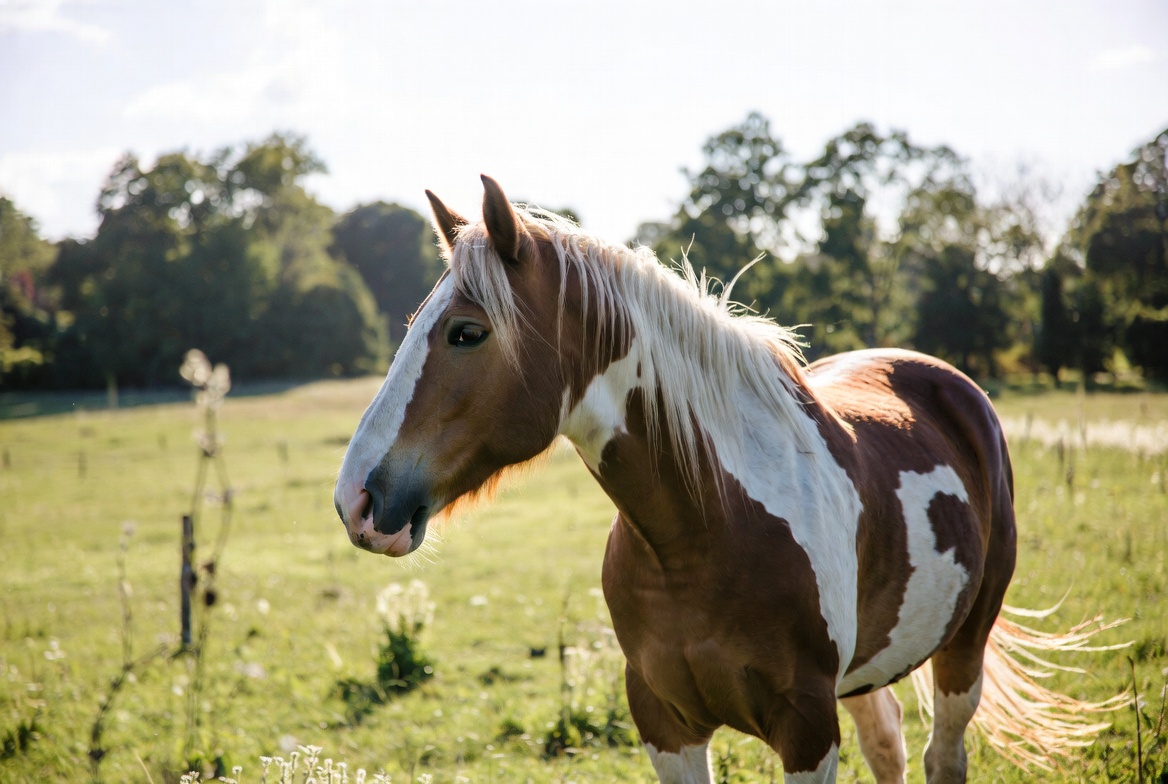 Horses at Equine Education Foundation